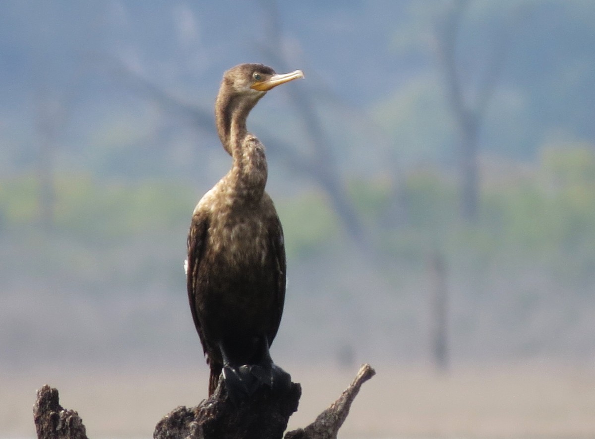 Humboldtscharbe - ML645523933