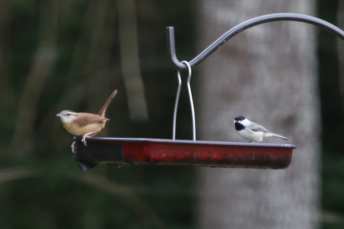 Carolinameise - ML645523942