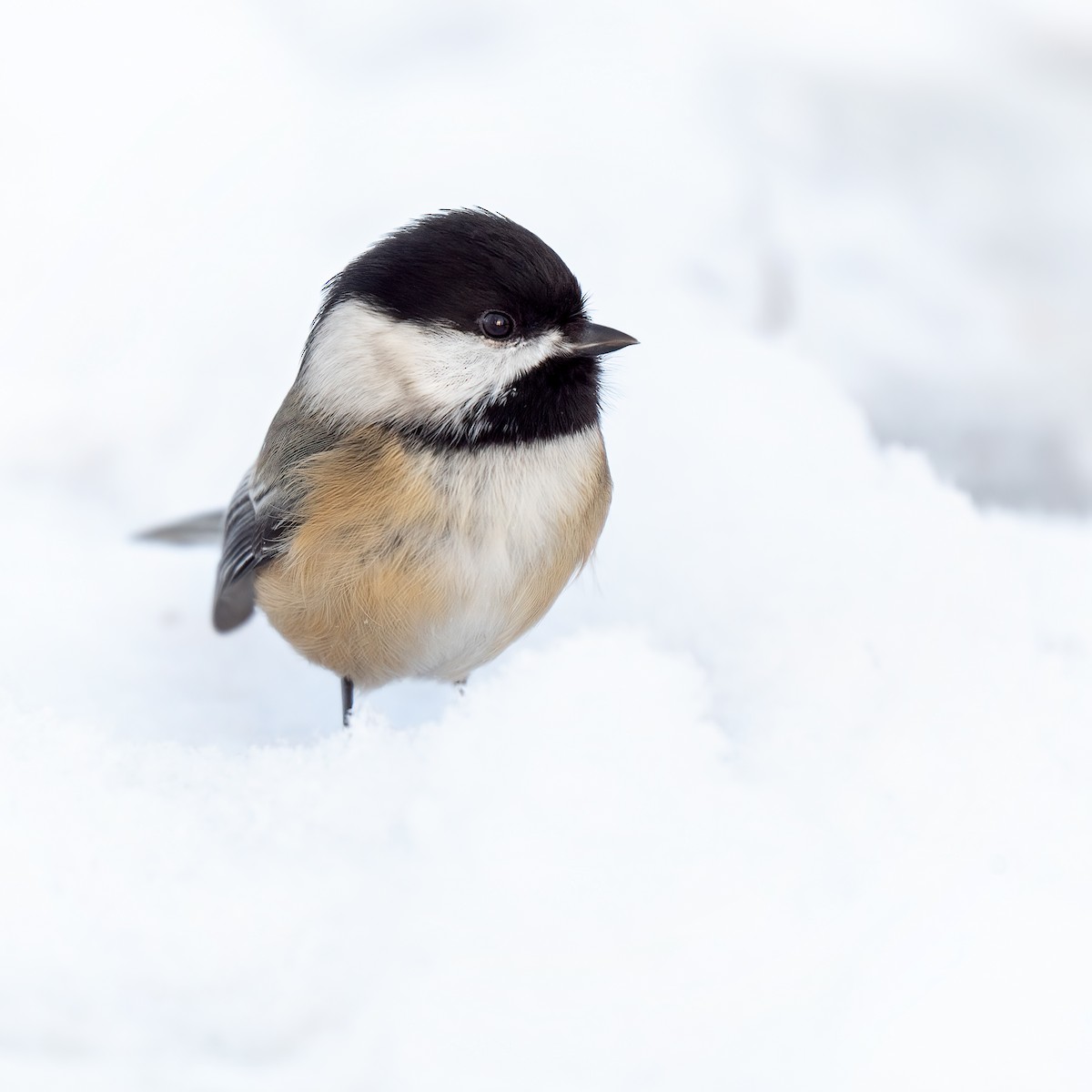 Schwarzkopfmeise - ML645523943