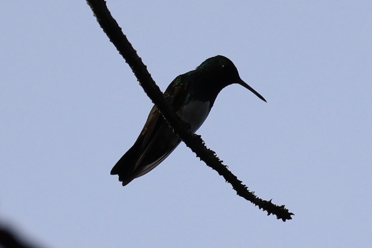 Edwardamazilie - ML645523944