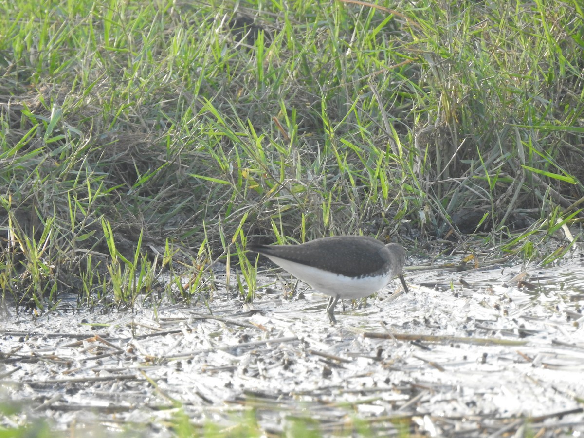 Waldwasserläufer - ML645523945