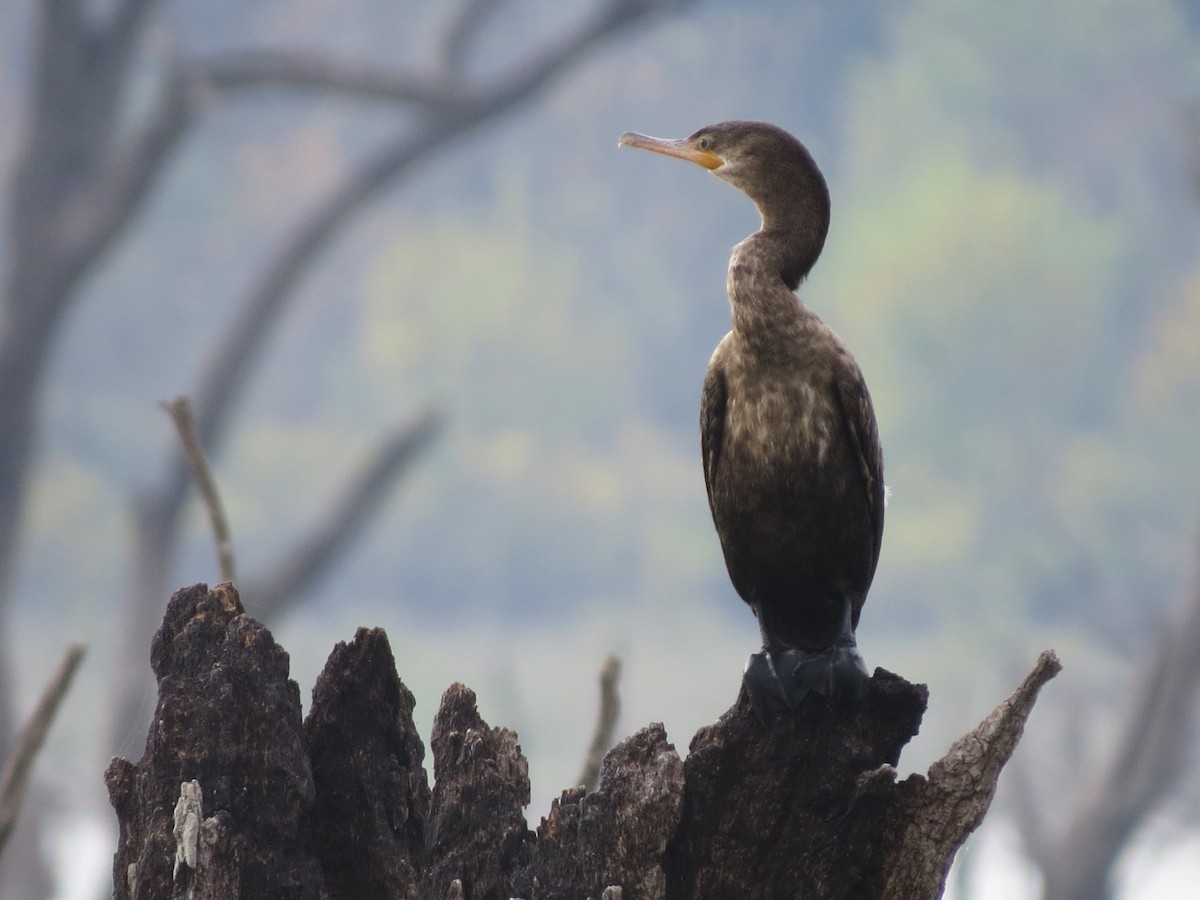 Humboldtscharbe - ML645523947