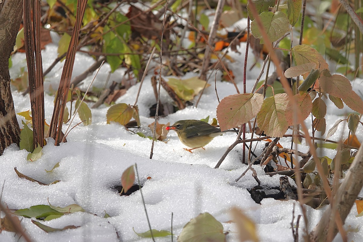 Black-throated Blue Warbler - ML645523953
