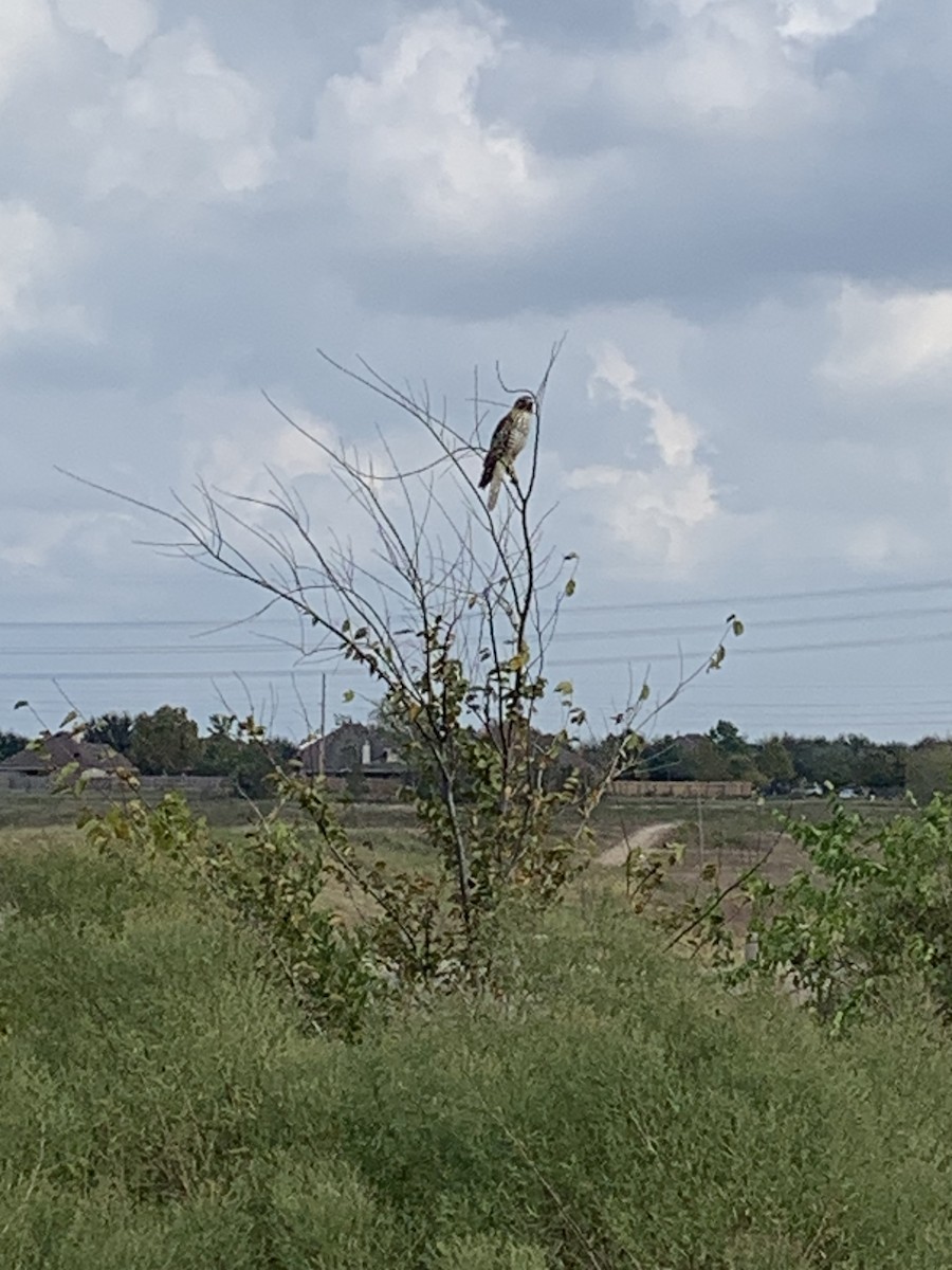 Red-shouldered Hawk - ML645523959