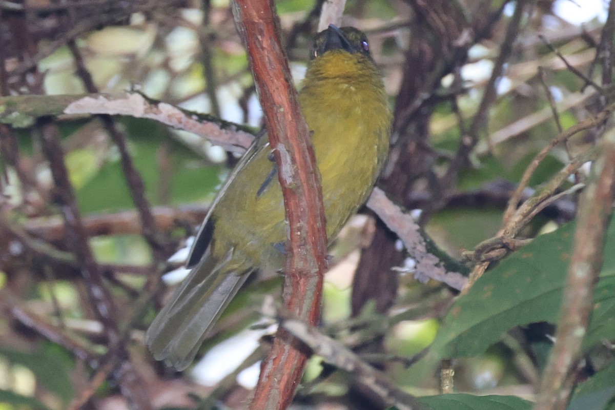 Carmiol's Tanager - ML645523970