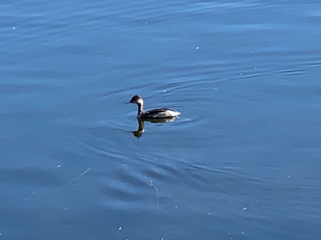 Svasso piccolo - ML645523974