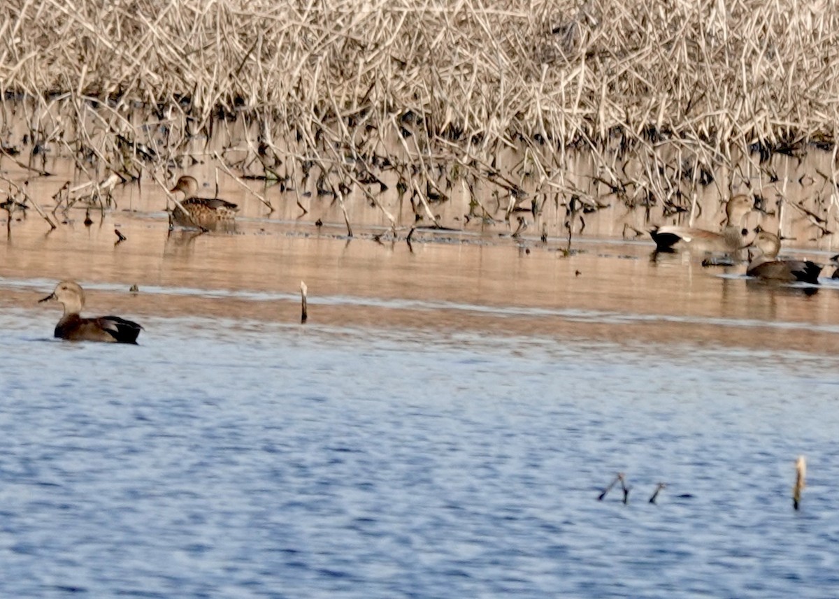 Серая утка - ML645523976