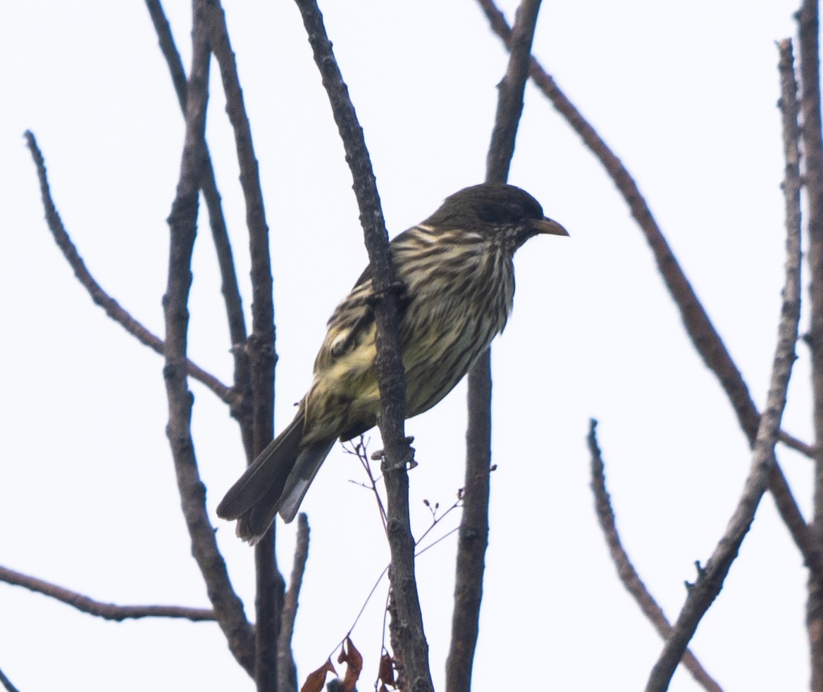 Palmchat - ML645523977