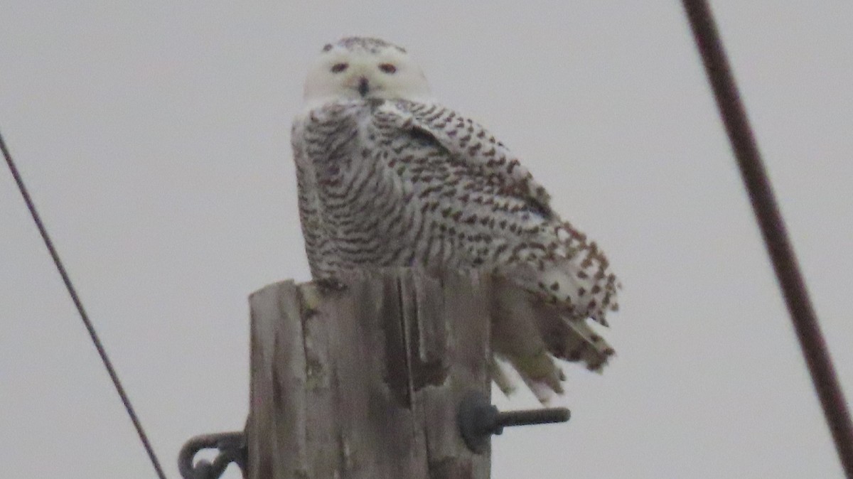 Snowy Owl - ML645523978