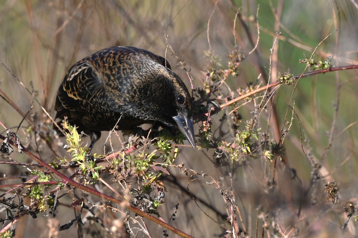 Red-winged Blackbird - ML645523980