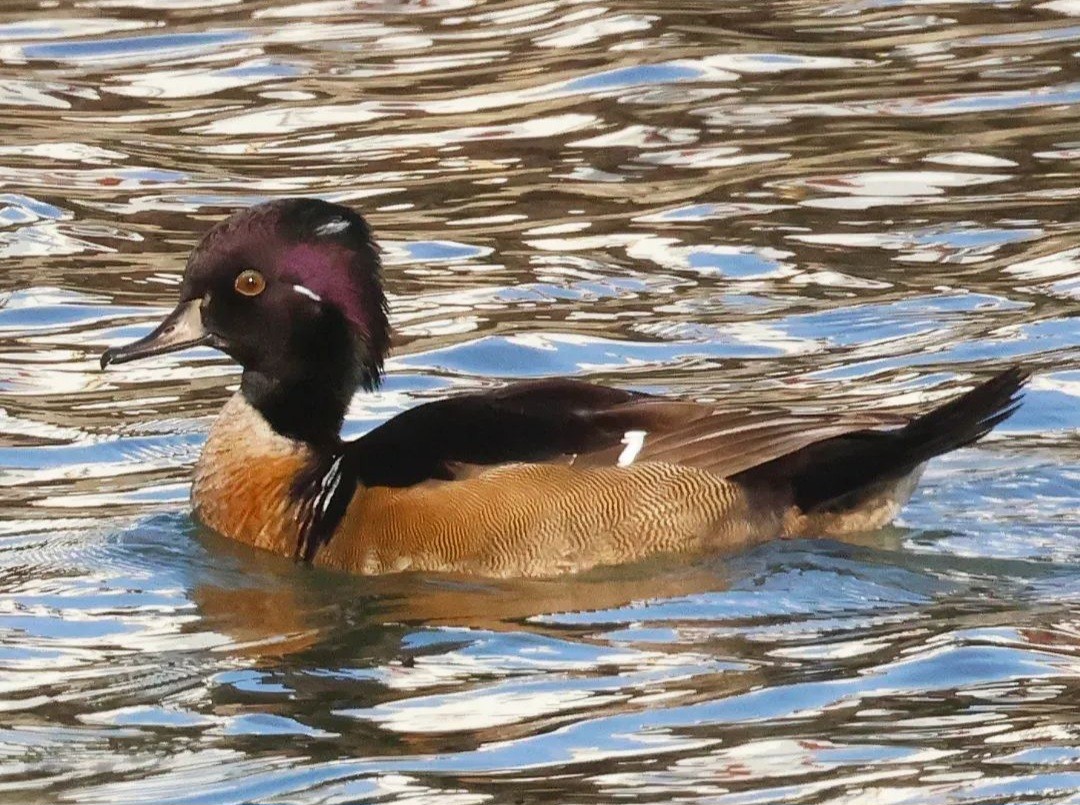Wood Duck x Hooded Merganser (hybrid) - ML645523986