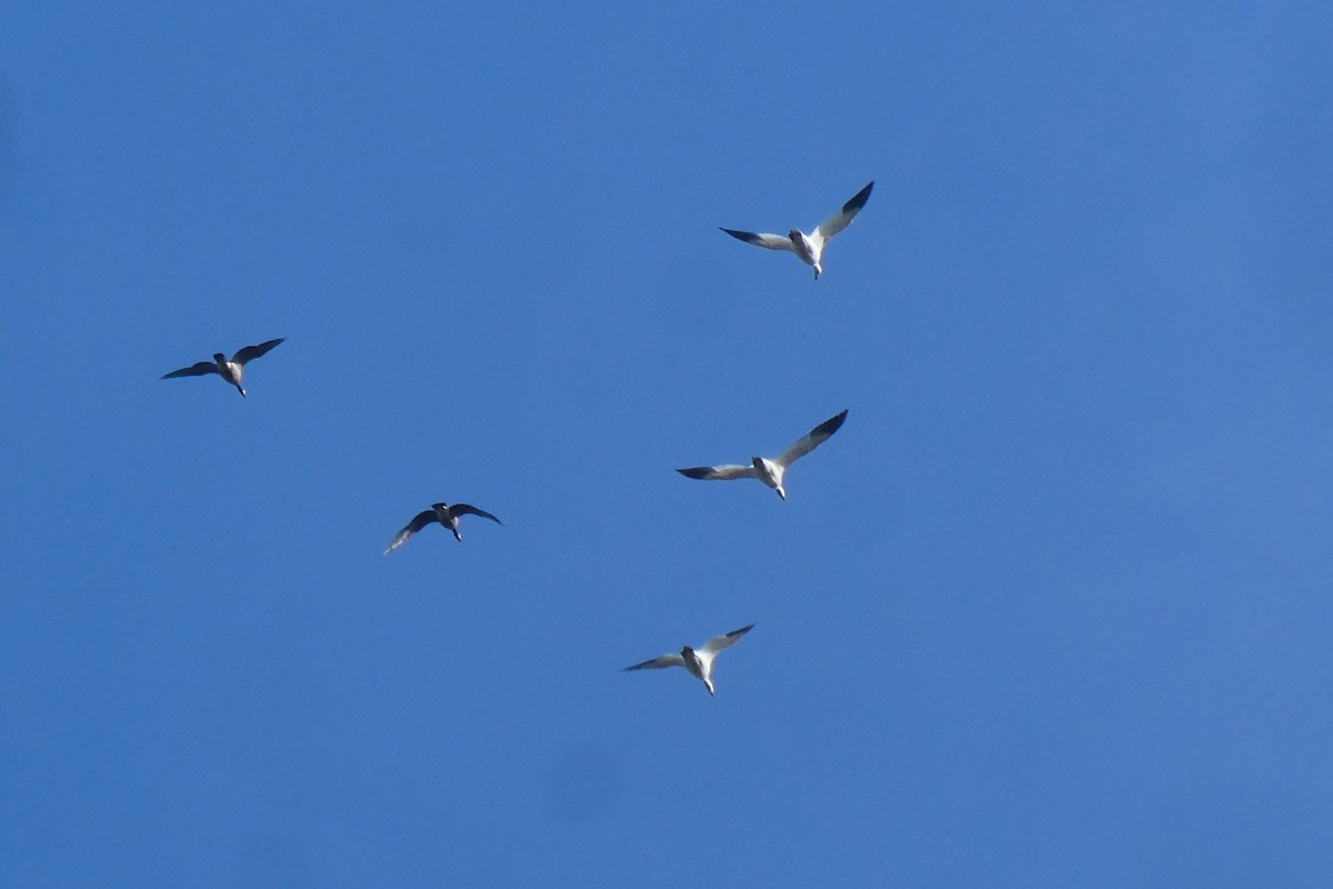 Snow Goose - ML645523989