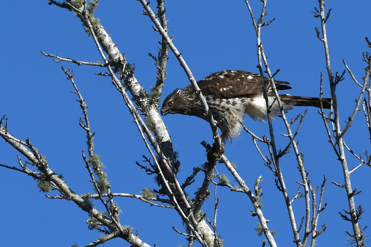 Cooper's Hawk - ML645523992
