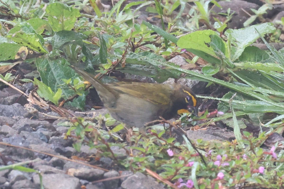 Yellow-faced Grassquit - ML645523993