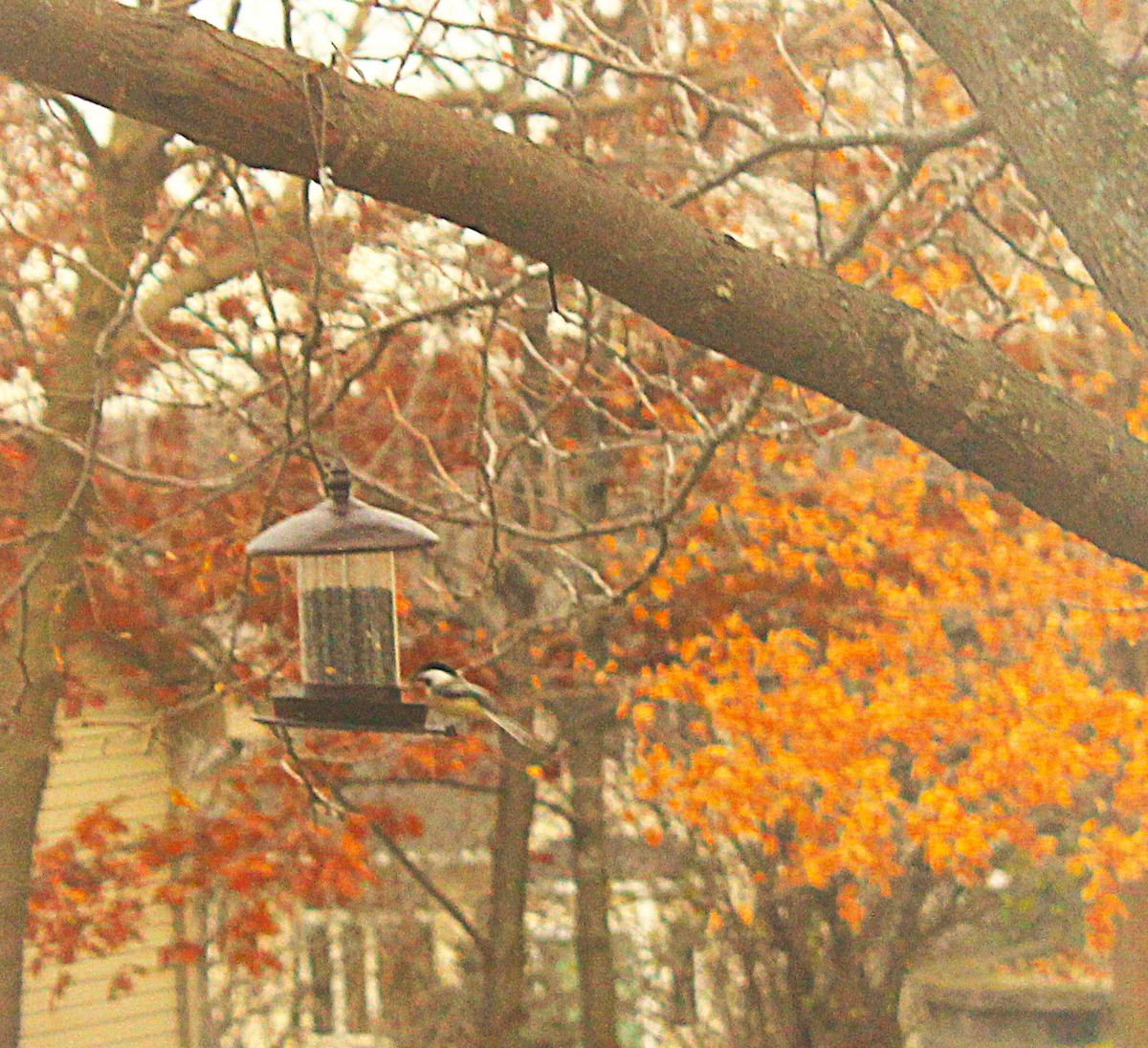 Black-capped Chickadee - ML645524001