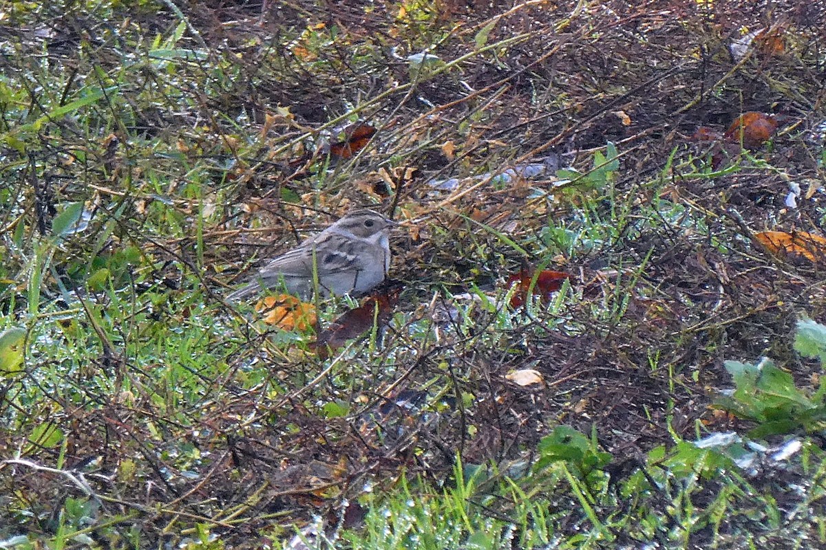 Clay-colored Sparrow - ML645524002