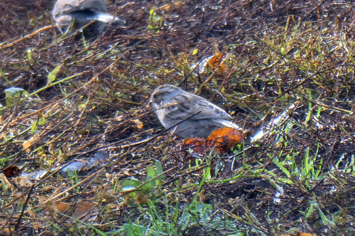 Clay-colored Sparrow - ML645524004