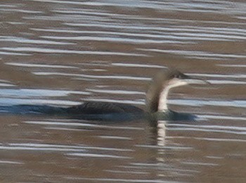 Pacific Loon - ML645524011