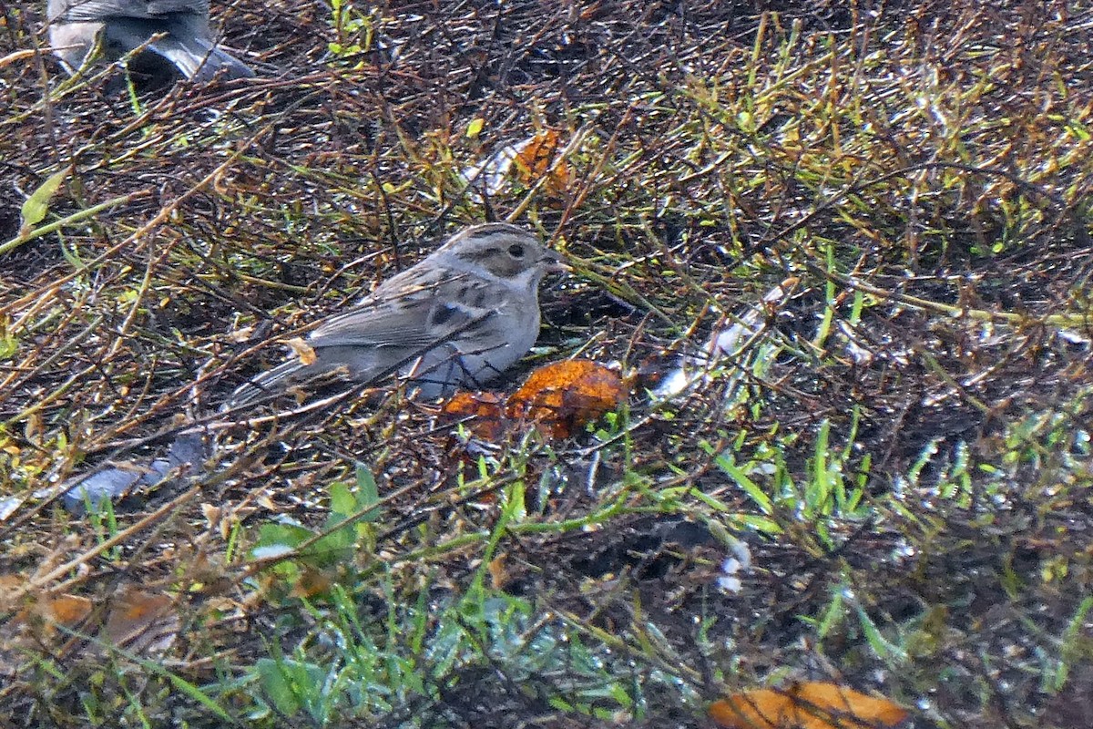 Clay-colored Sparrow - ML645524017