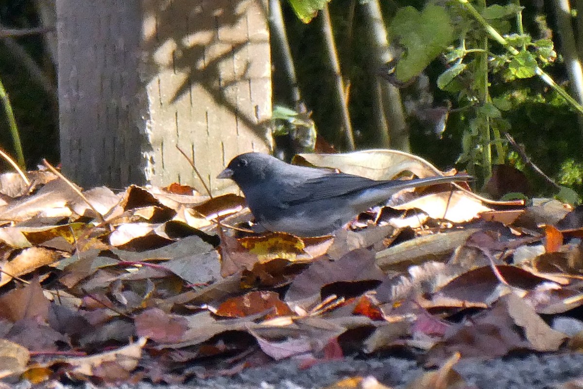 Dark-eyed Junco (Slate-colored) - ML645524020