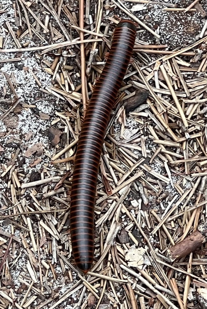American Giant Millipede - ML645524024