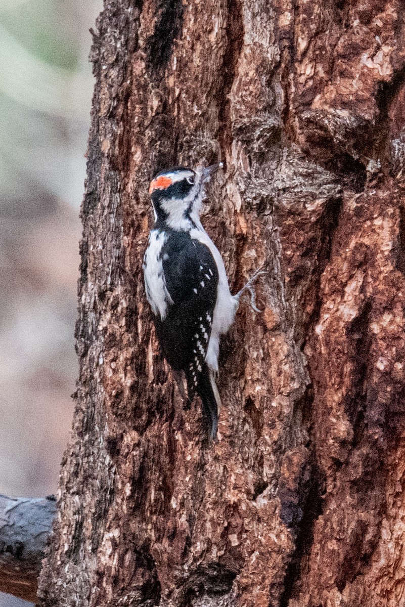 Hairy Woodpecker - ML645524029