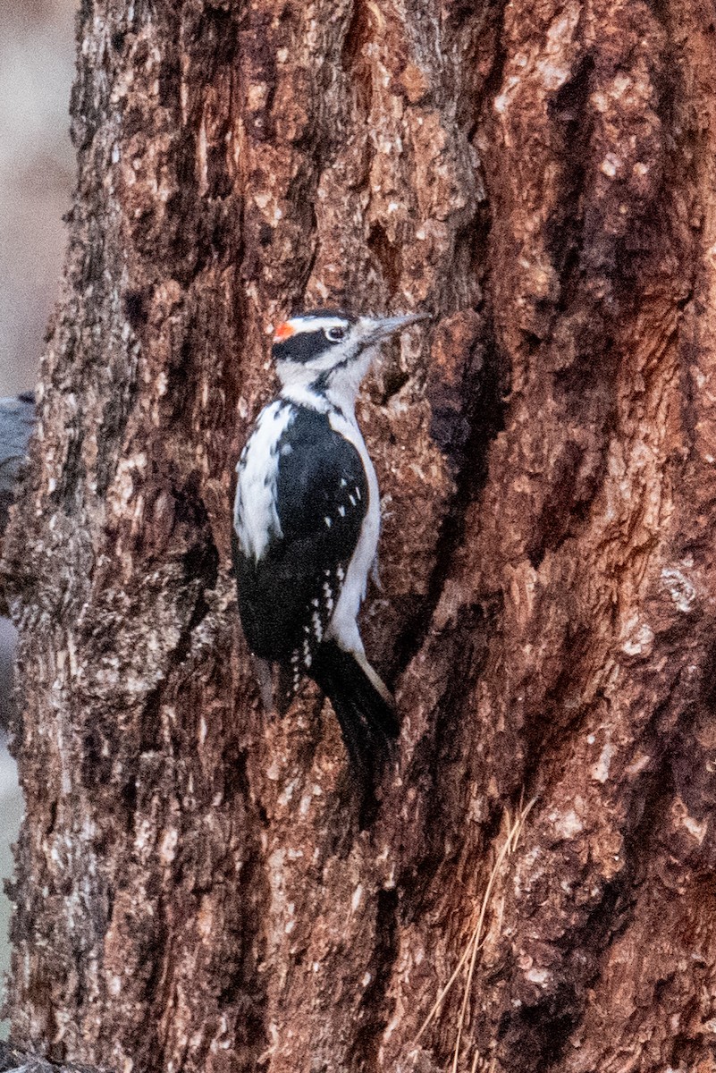 Hairy Woodpecker - ML645524030