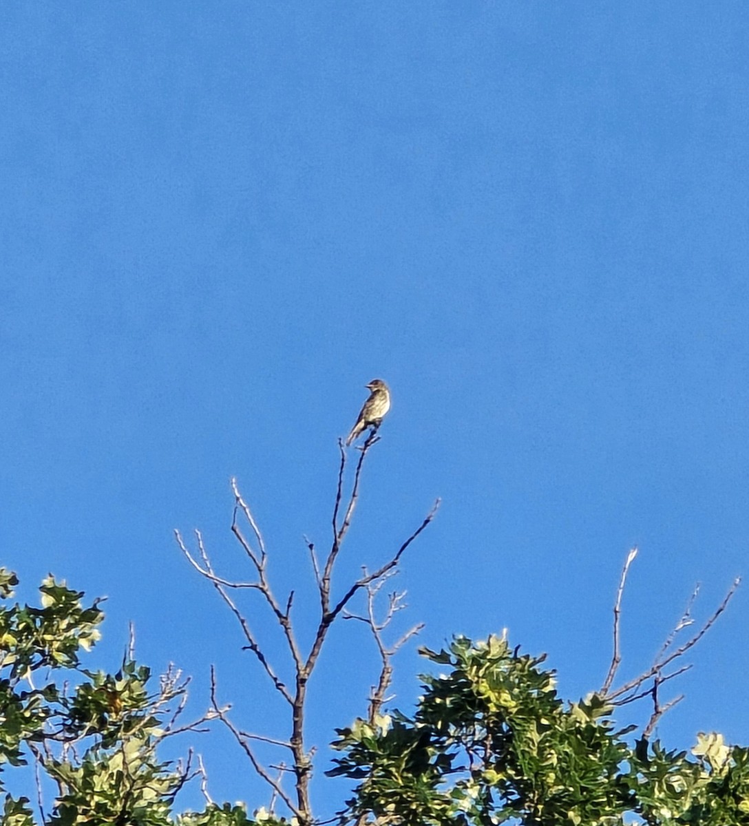 tyranovec severský - ML645524031