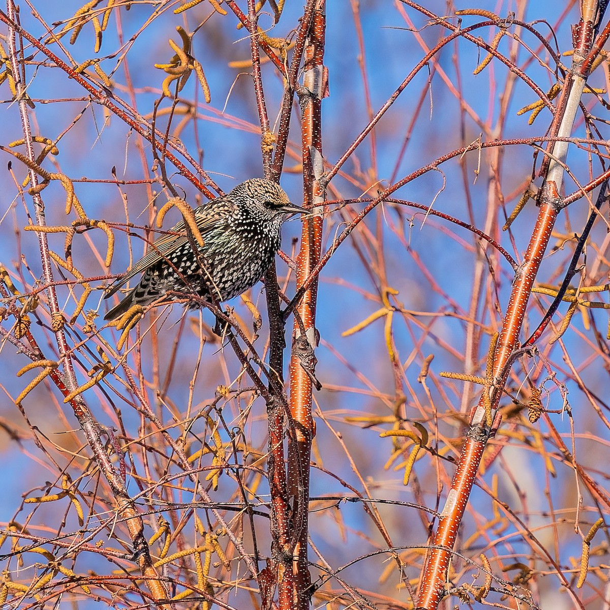 European Starling - ML645524032
