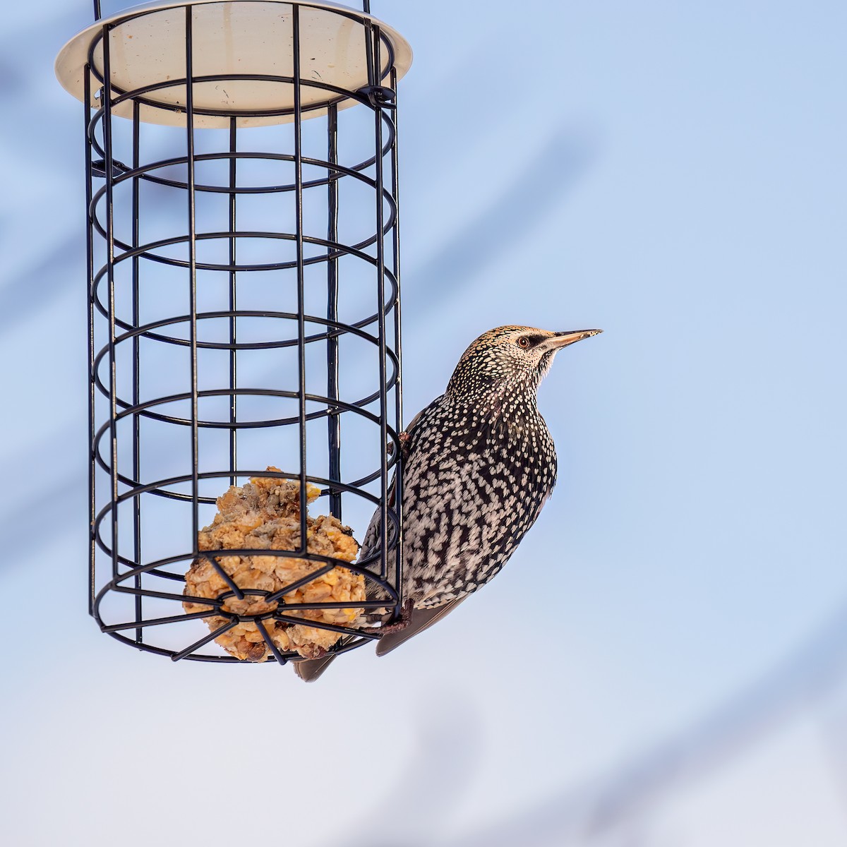 European Starling - ML645524034