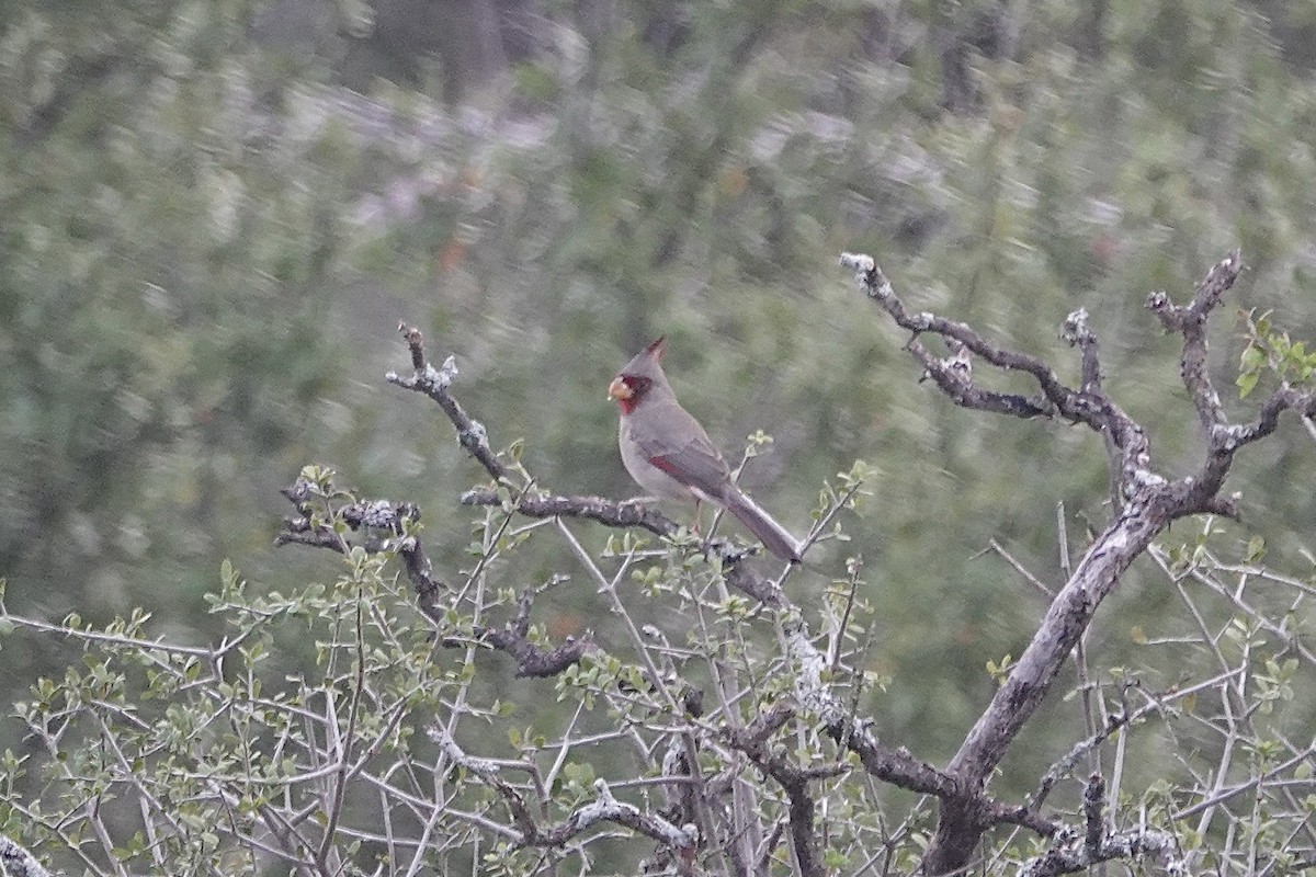 Pyrrhuloxia - ML645524035