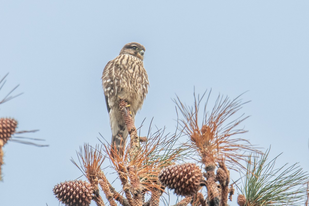 בז גמדי - ML645524041