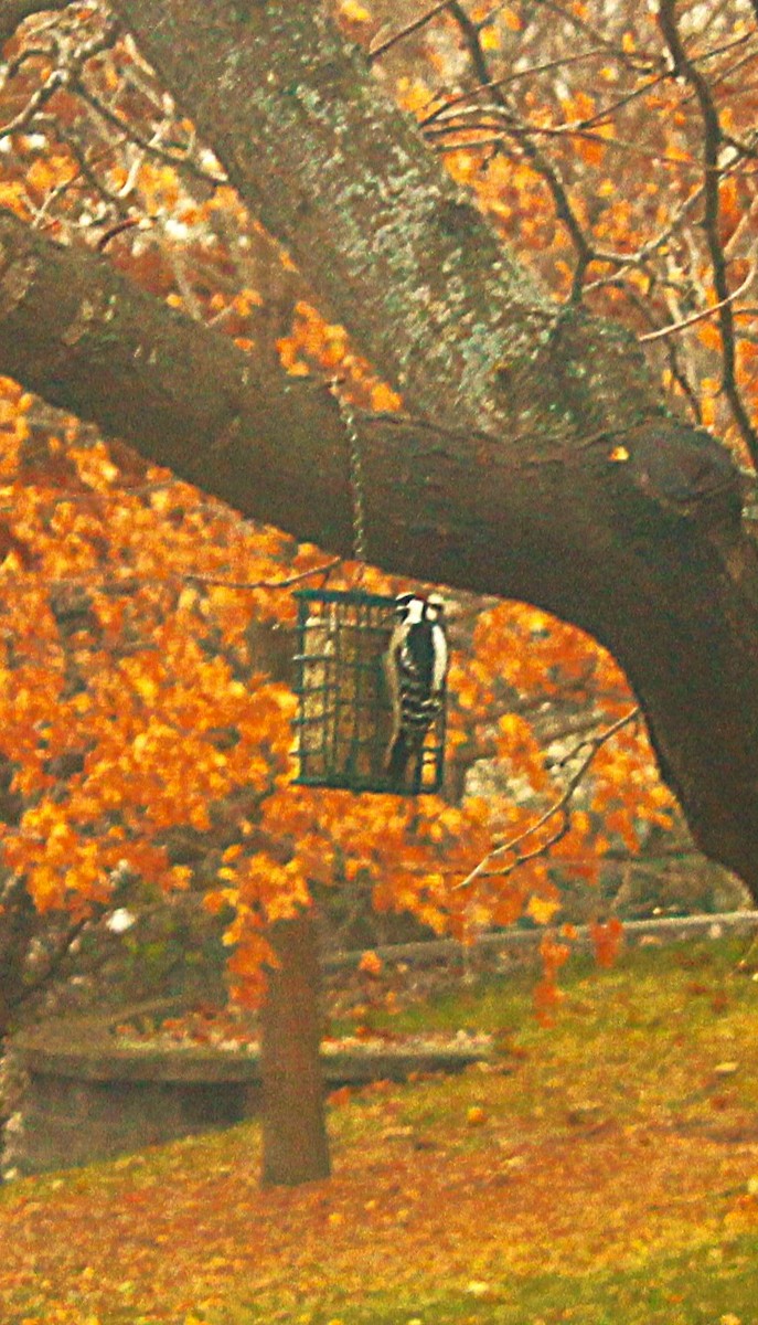 Downy Woodpecker - ML645524044