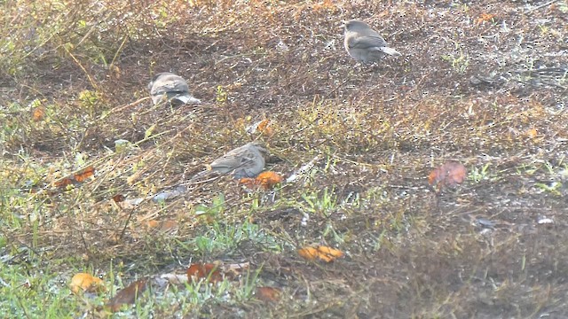 Clay-colored Sparrow - ML645524052