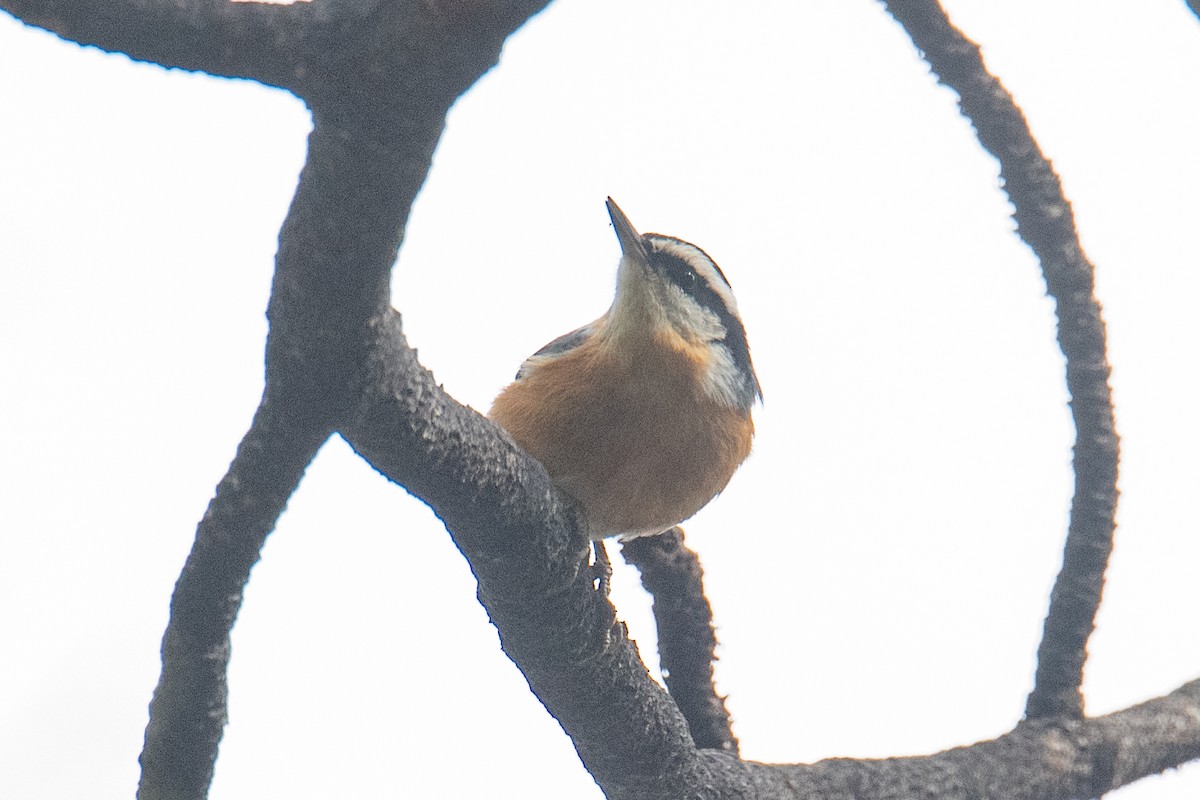 סיטה קנדית - ML645524057