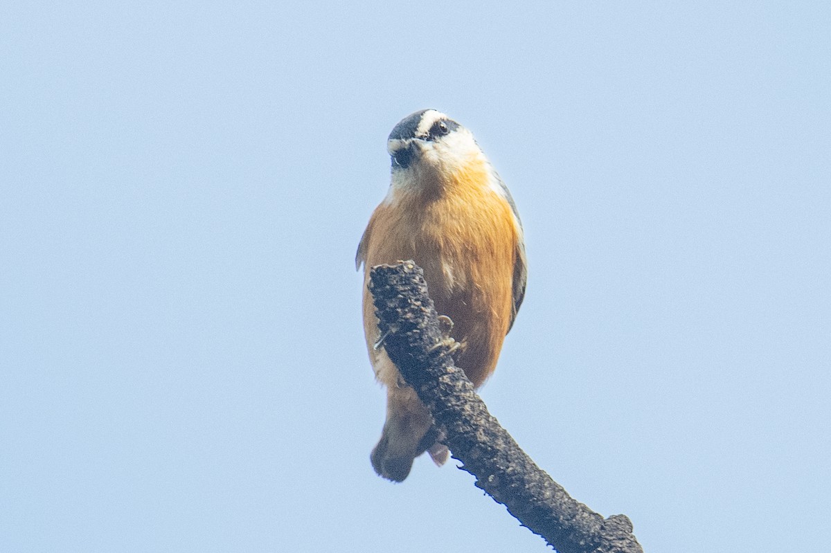 סיטה קנדית - ML645524058