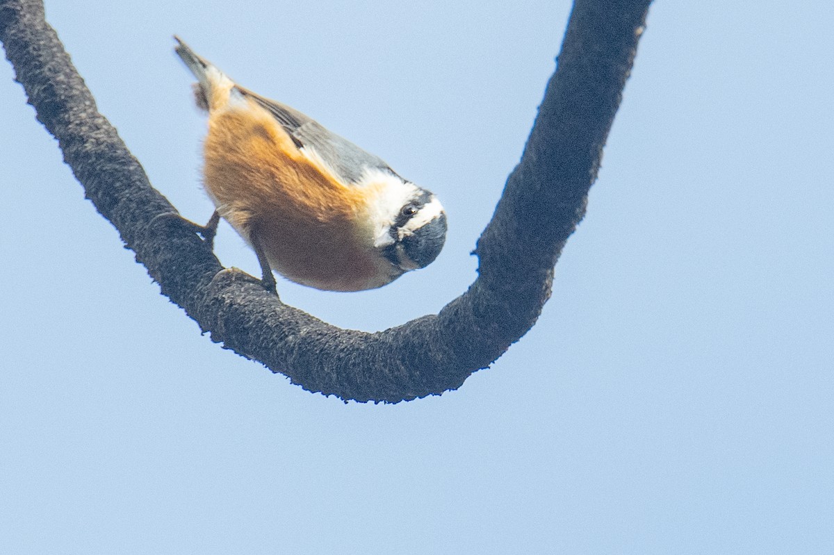 סיטה קנדית - ML645524059