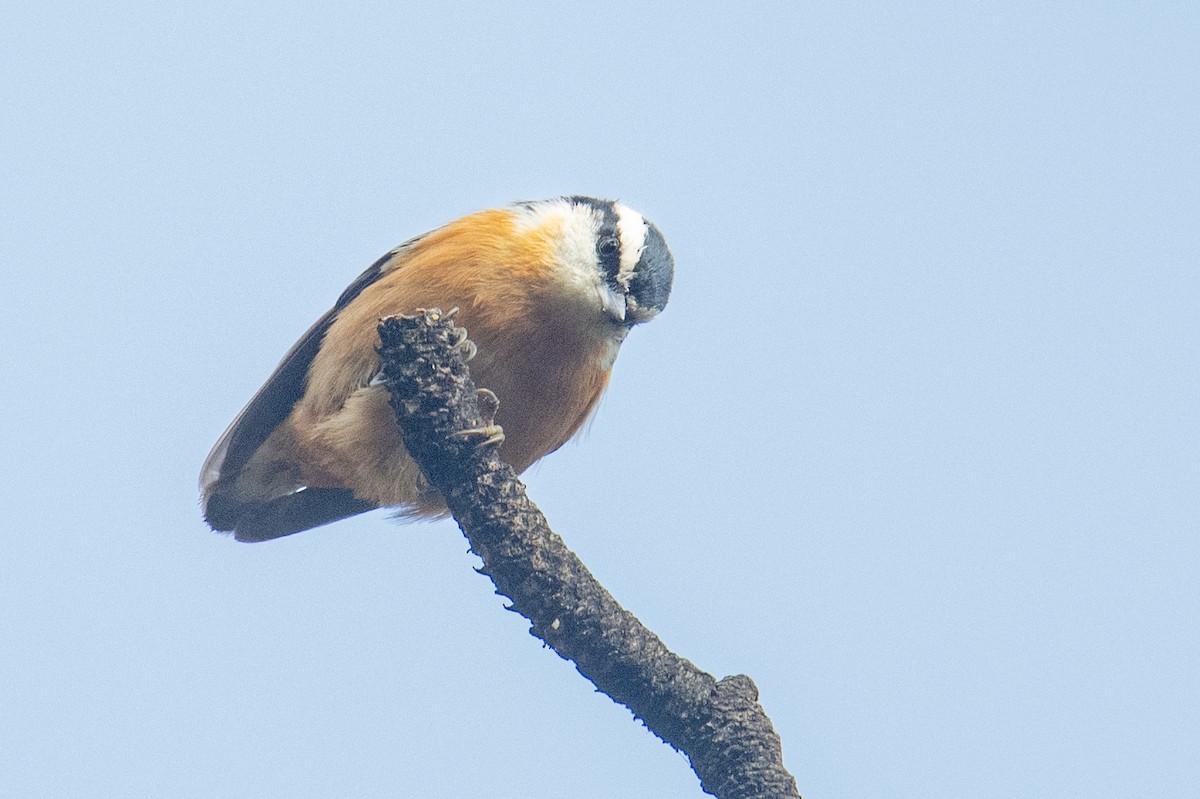סיטה קנדית - ML645524060