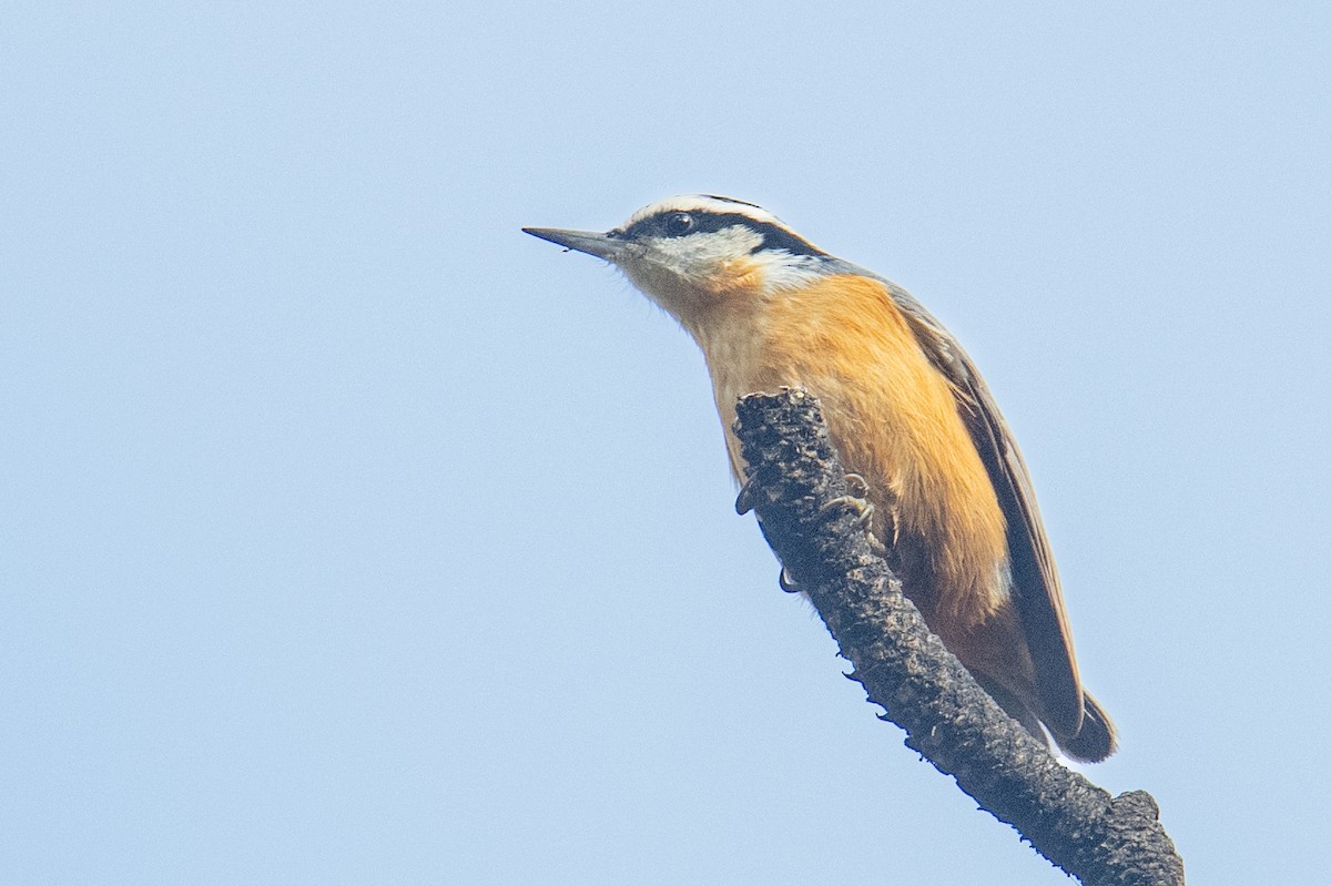 סיטה קנדית - ML645524061