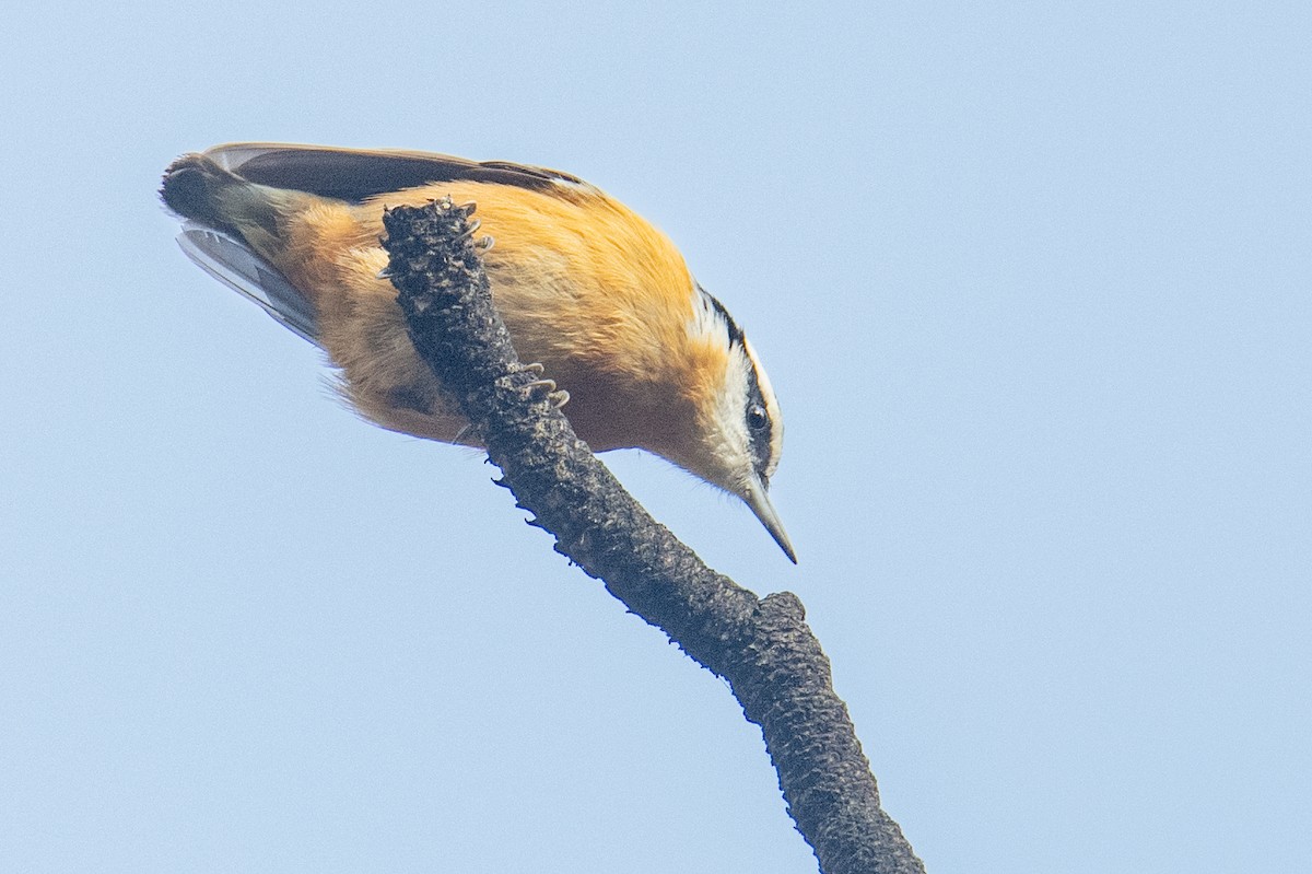 סיטה קנדית - ML645524062