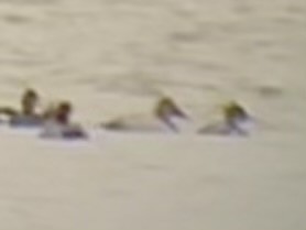 Murgilari bizkarzuria - ML645524068