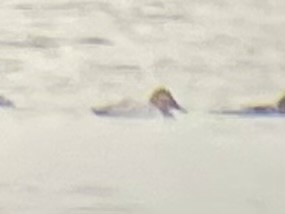 Murgilari bizkarzuria - ML645524069