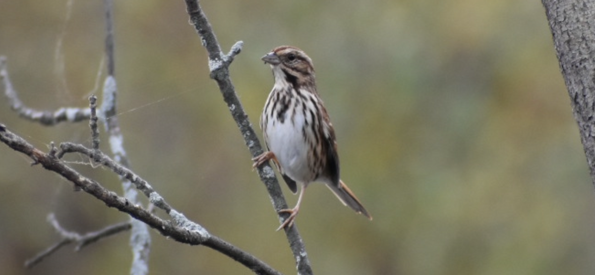 Song Sparrow - ML645524084