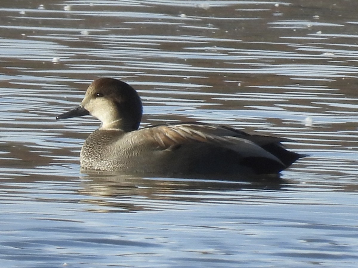 Серая утка - ML645524086