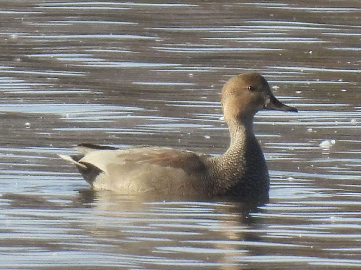 Серая утка - ML645524087