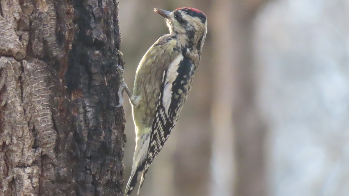 Yellow-bellied Sapsucker - ML645524092