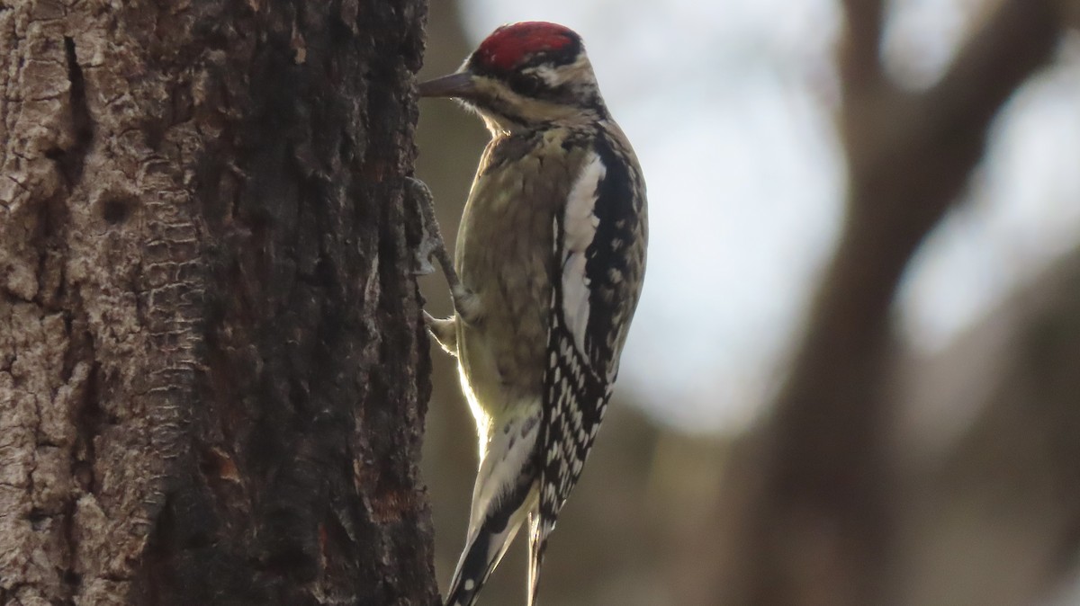 Yellow-bellied Sapsucker - ML645524093