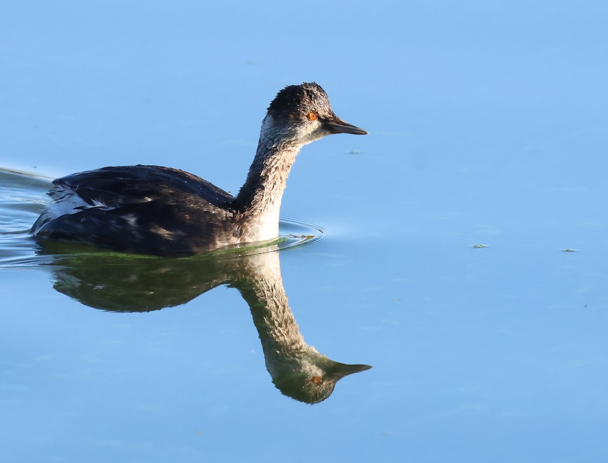 Svasso piccolo - ML645524111