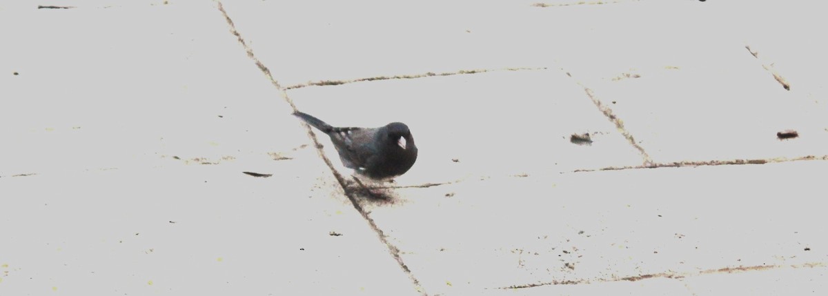 Dark-eyed Junco - ML645524125