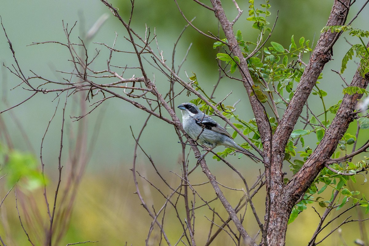 White-banded Tanager - ML645524135